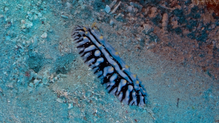 Phyllidia varicosa DMS