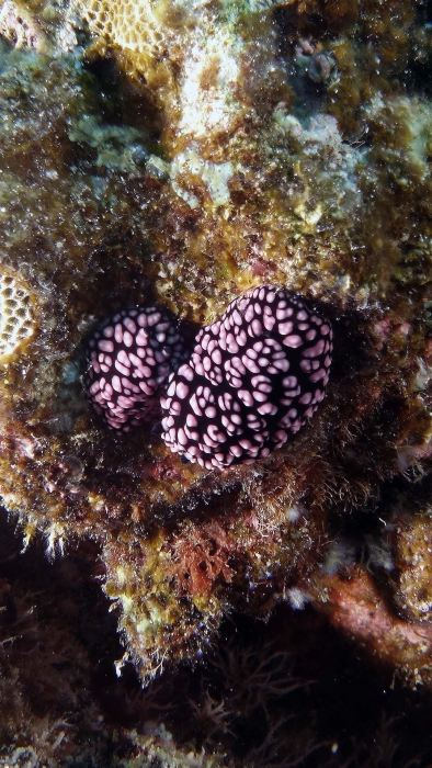 Phyllidiella fissuratus DMS