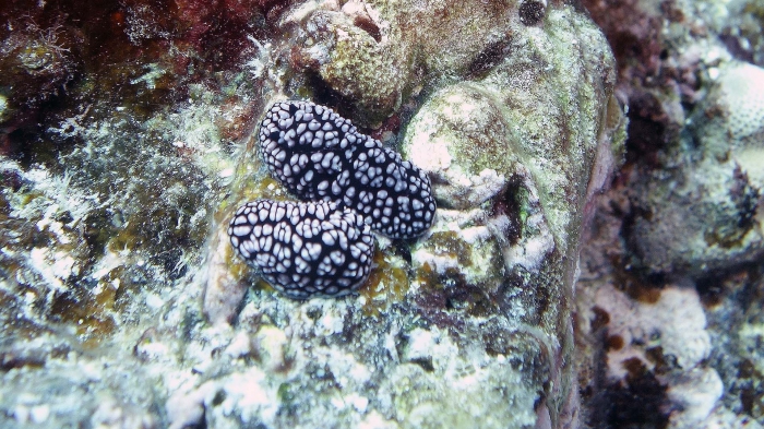 Phyllidiella fissuratus1 DMS Phyllidiella fissuratus1 DMS