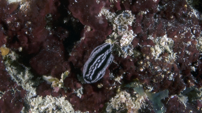 Phyllidiella zeylanica ZeylanPhyllidiella DMS Phyllidiella zeylanica ZeylanPhyllidiella DMS