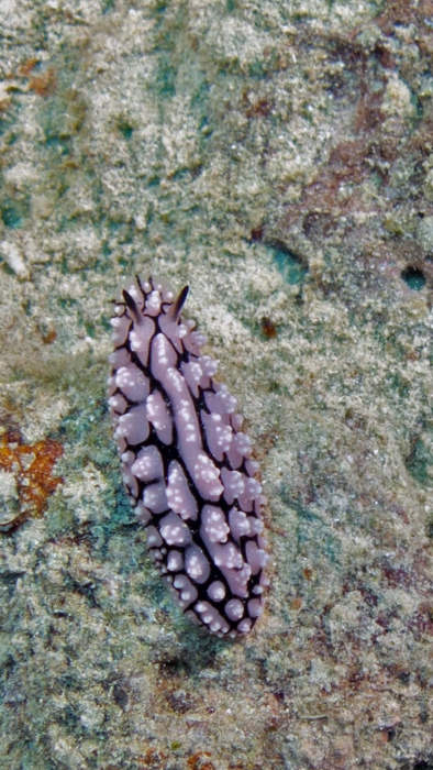 Phyllidiopsis krempfi DMS Phyllidiopsis krempfi DMS