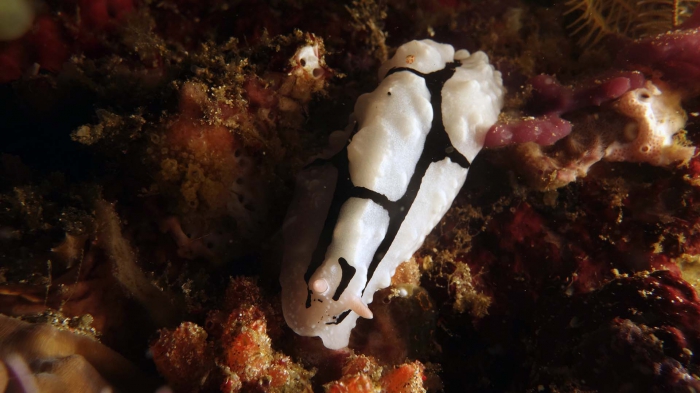 Phyllidiopsis shireenae Shireen'sPhyllidiopsis DMS Phyllidiopsis shireenae Shireen'sPhyllidiopsis DMS