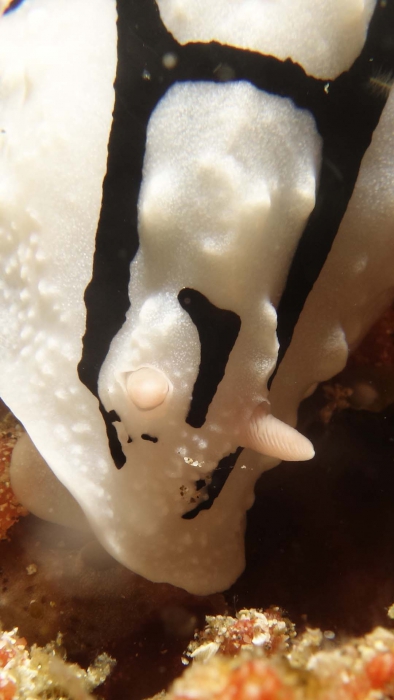 Phyllidiopsis shireenae Shireen'sPhyllidiopsis1 DMS Phyllidiopsis shireenae Shireen'sPhyllidiopsis1 DMS
