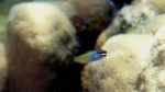 Plagiotremus townsendi Townsend's fangblenny DMS