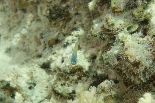 Plagiotremus townsendi Townsend's fangblenny1 DMS