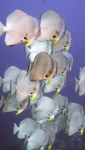 Platax orbicularis OrbicularBatfish1 DMS