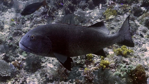 Plectorhinchus albovittatus GiantSweetlips DMS