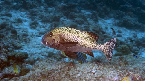 Plectorhinchus chaetodonoides HarlequinSweetlips DMS