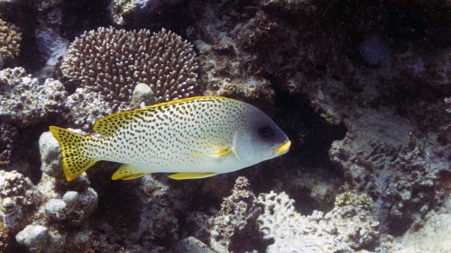 Plectorhinchus gaterinus Blackspotted rubberlips DMS