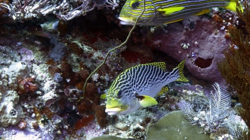 Plectorhinchus lineatus(B) LinedSweetlips DMS