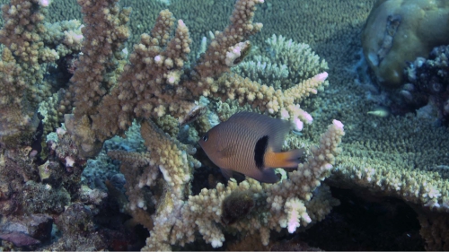 Plectroglyphidodon dickii DicksDamselfish DMS