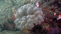 Anthozoa