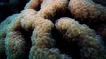 Plerogyra sinuosa Grape coral DMS