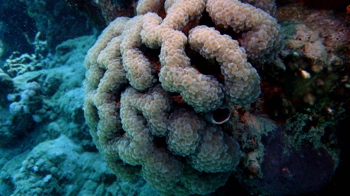 Plerogyra sinuosa Grape coral2 DMS