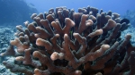 Pocillopora eydouxi AntlerCoral1 DMS