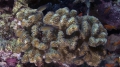 Anthozoa