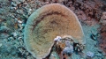 Anthozoa