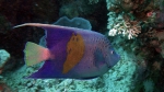 Pomacanthus Maculosus Yellowbar angelfish DMS