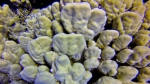 Porites columnaris DMS