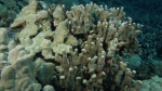 Porites compressa FingerCoral DMS