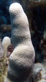 Porites compressa FingerCoral3 DMS