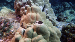 Porites evermanni Evermann's Coral DMS