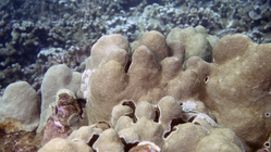 Porites evermanni Evermann's Coral1 DMS