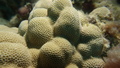 Porites lobata3 DMS