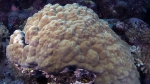 Porites lutea1 DMS