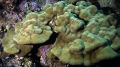 Porites lutea2 DMS