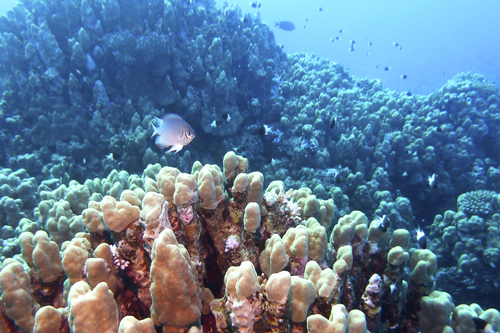 Porites nodifera DMS