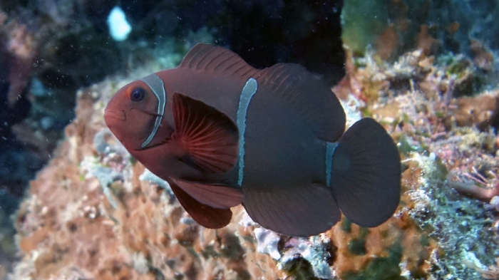 Premnas biaculeatus MaroonClownfish DMS