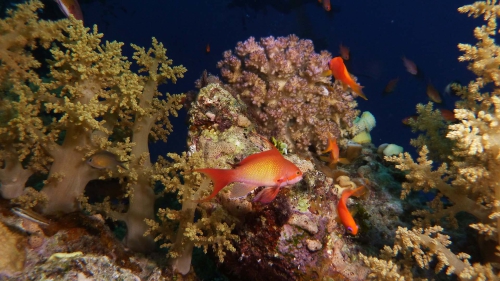 Pseudanthias squamipinnis Sea goldie DMS