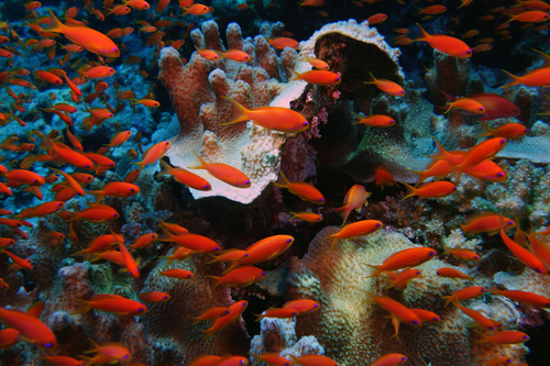 Pseudanthias squamipinnis sea goldies1 DMS