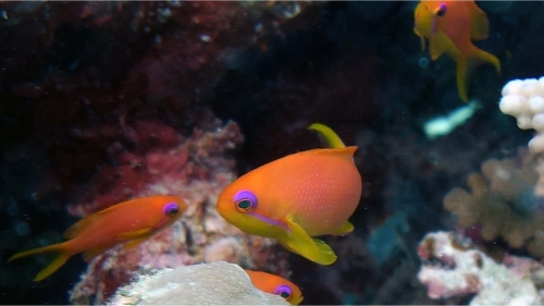 Pseudanthias squamipinnis Sea goldies2 DMS