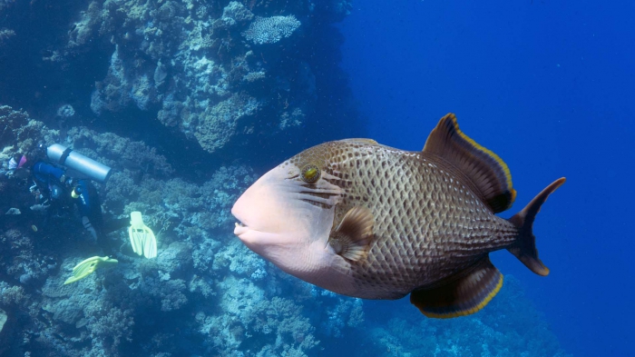 Pseudobalistes flavimarginatus Yellowmargin triggerfish DMS Pseudobalistes flavimarginatus Yellowmargin triggerfish DMS