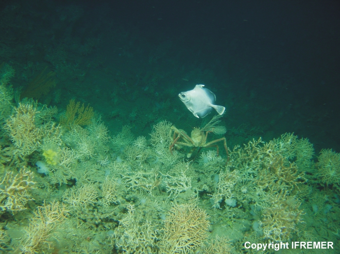 Cold-water coral habitat on a carbonate mound in Porcupine Seabight