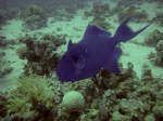 Pseudobalistes fuscus blue triggerfish DMS