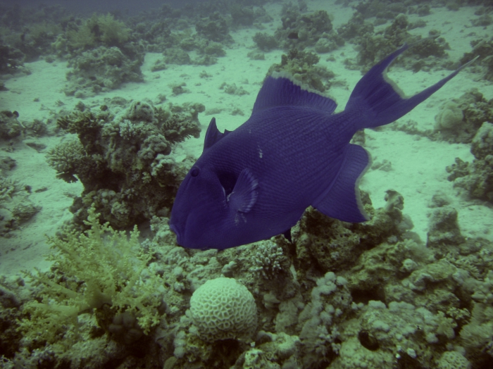 Pseudobalistes fuscus blue triggerfish DMS Pseudobalistes fuscus blue triggerfish DMS