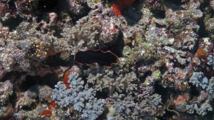 Pseudobiceros gloriosus GloriousFlatworm DMS