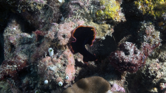 Pseudobiceros gloriosus GloriousFlatworm1 DMS Pseudobiceros gloriosus GloriousFlatworm1 DMS
