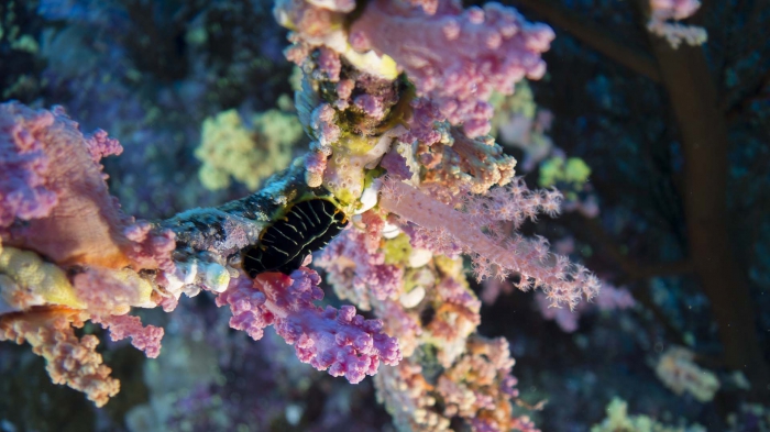 Pseudoceros dimidiatus DMS Pseudoceros dimidiatus DMS