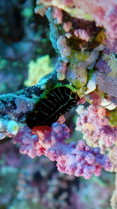 Pseudoceros dimidiatus1 DMS Pseudoceros dimidiatus1 DMS