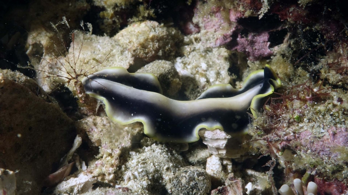 Pseudoceros paralaticlavus GoldRimFlatworm DMS Pseudoceros paralaticlavus GoldRimFlatworm DMS