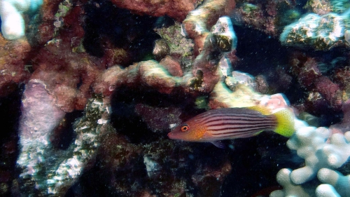 Pseudocheilinus octotaenia EightlineWrasse DMS