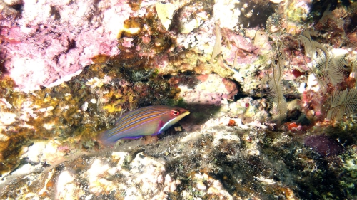 Pseudocheilinus tetrataenia FourlineWrasse DMS