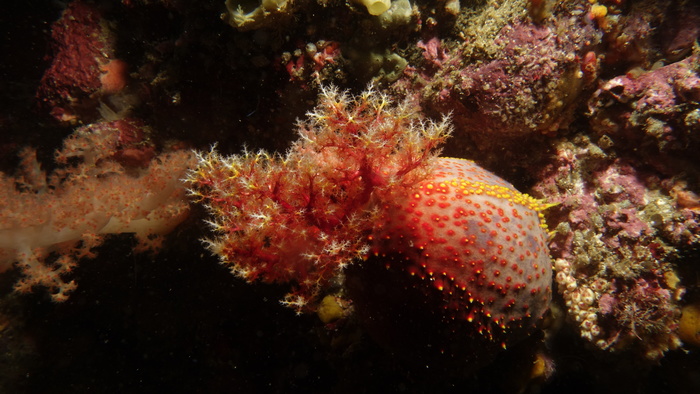 Pseudocolochirus violaceus RedSeaApple DMS Pseudocolochirus violaceus RedSeaApple DMS