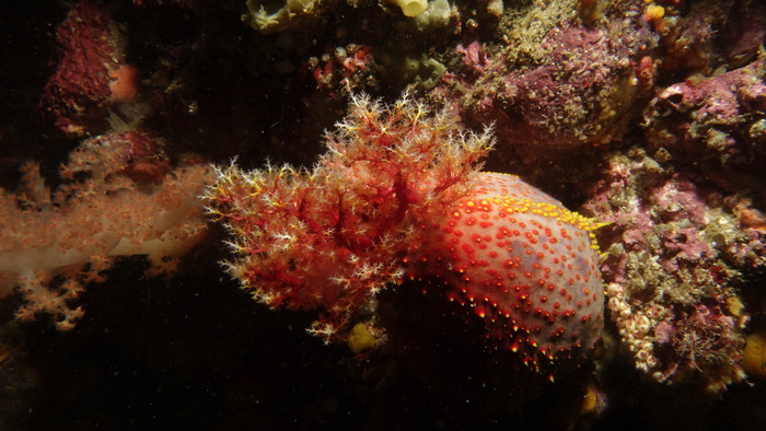 Pseudocolochirus violaceus RedSeaApple DMS