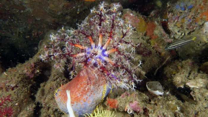 Pseudocolochirus violaceus RedSeaApple6 DMS