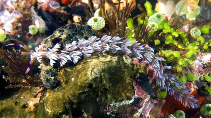 Pteraeolidia ianthina BlueDragon1 DMS Pteraeolidia ianthina BlueDragon1 DMS